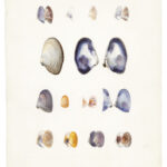 Water color of shells