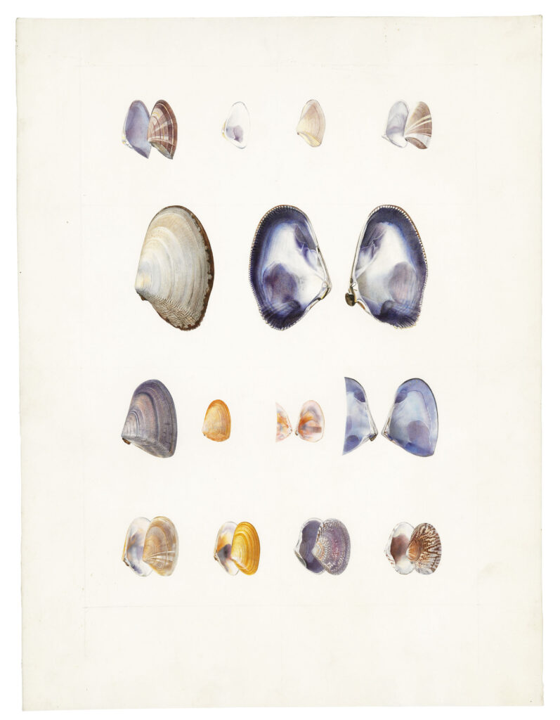 Water color of shells